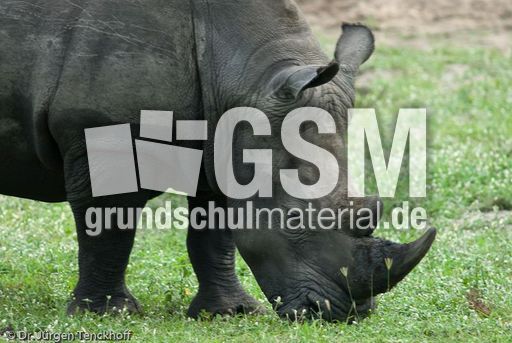 Breitmaulnashorn (22 von 28).jpg